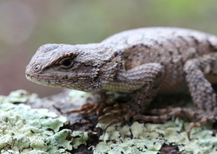 Eastern Fence Lizard
